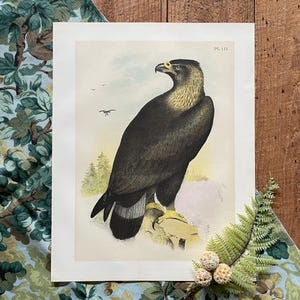 1888 Golden Eagle or Ring Tailed Eagle  Print! Original Color Lithograph! Antique Bird Print! Gallery Wall! Framable Bird Print!