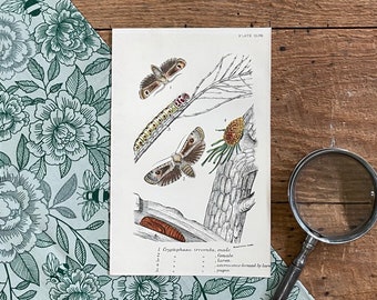 1896 Antique Moth Print! Original Brilliantly Colored Moth Lithograph! British Lepidoptera! Framable!