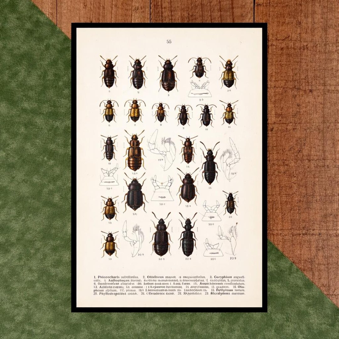 Antique Beetle Prints Fauna Germanica, German Insect Plates, Scientific ...