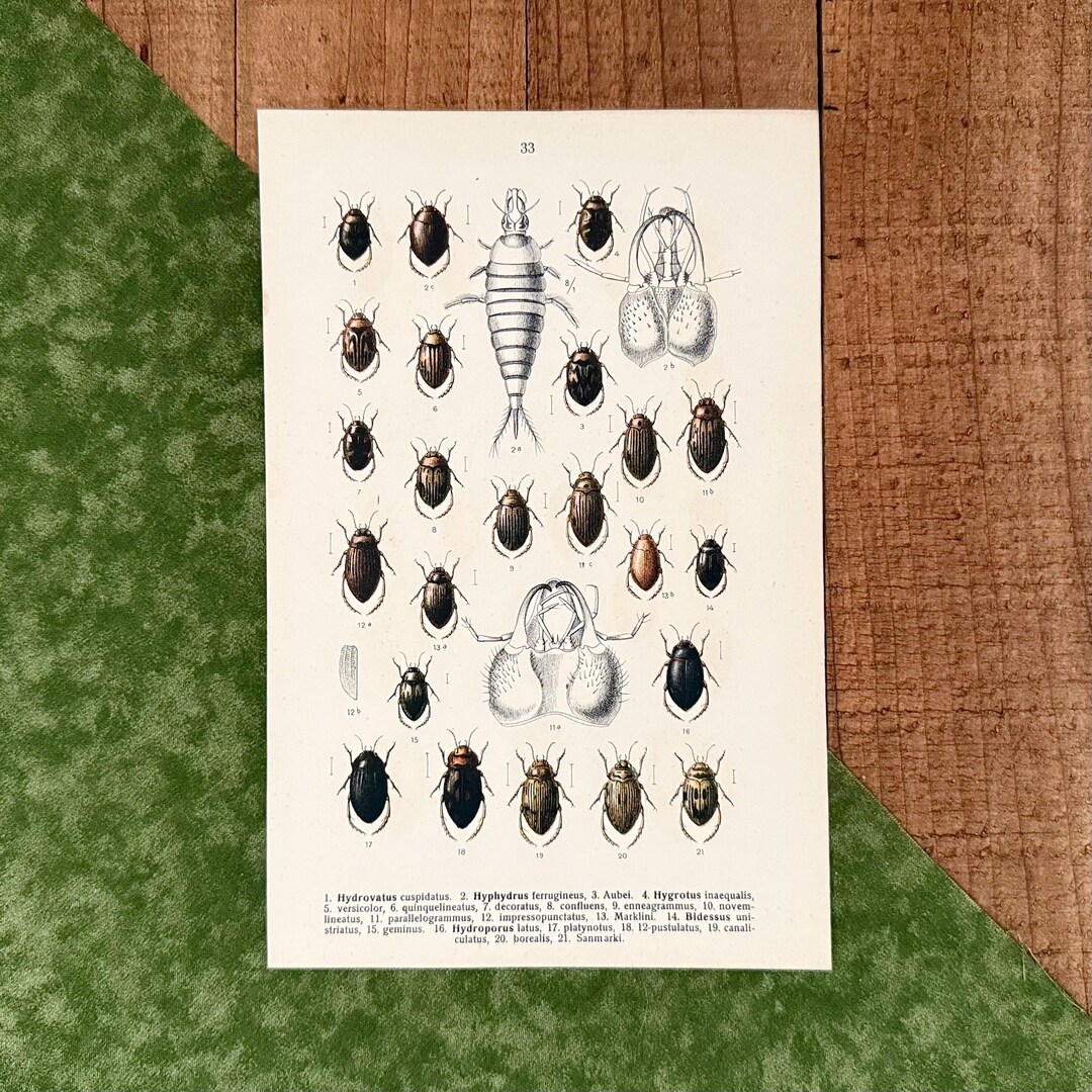 Antique Hydroporus Beetle Lithograph – Aquatic Insect Natural History ...