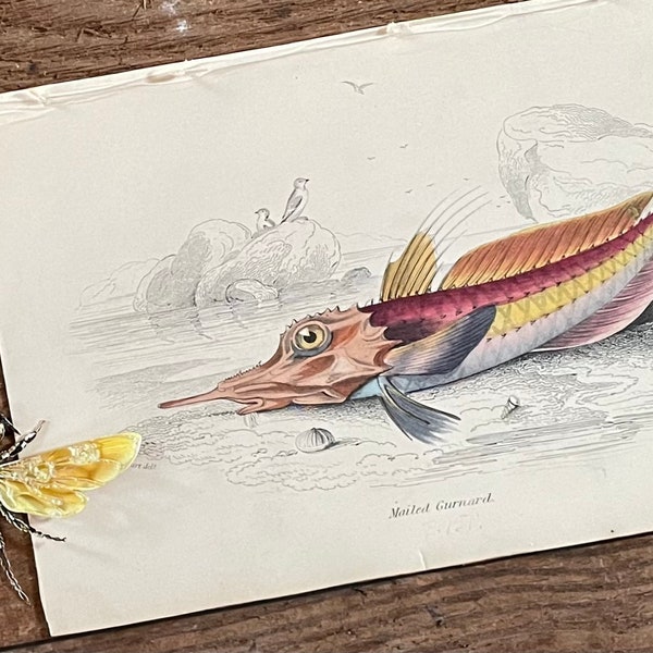 1843 Mailed Gurnard Print! Original Antique Hand Colored Engraving! The Naturalist’s Library! British Fish! Framable Fish Print!