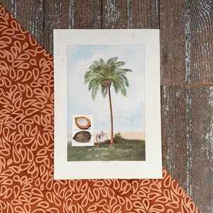 May include: A vintage botanical illustration of a coconut palm tree with a close-up of a coconut fruit. The illustration is printed on a white paper with a light blue sky and green foliage in the background.