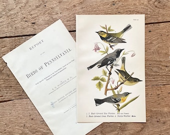 1890 Warbler Lithograph! Antique Bird Print