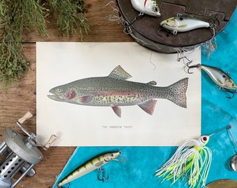 1902 Denton Rainbow Trout Print! Gift for Dad! Original Chromolithograph! PA Fisheries Report! Framable Fish Print! Lodge Decor!