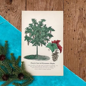 Antique Purple Leaved Sycamore Maple Print: 1885 Botanical Lithograph