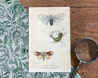 May include: A vintage illustration of a moth, a caterpillar, and a moth with the text "PLATE XLV", "1. Cerura vinula. larva.", "2. Phalera bucephala."