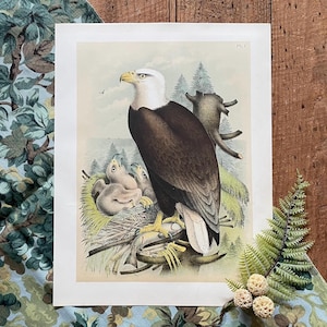 1888 American Bald Eagle Print! Original Color Lithograph! Antique Bird Print! Americana! Gallery Wall! Framable Bird Illustration!