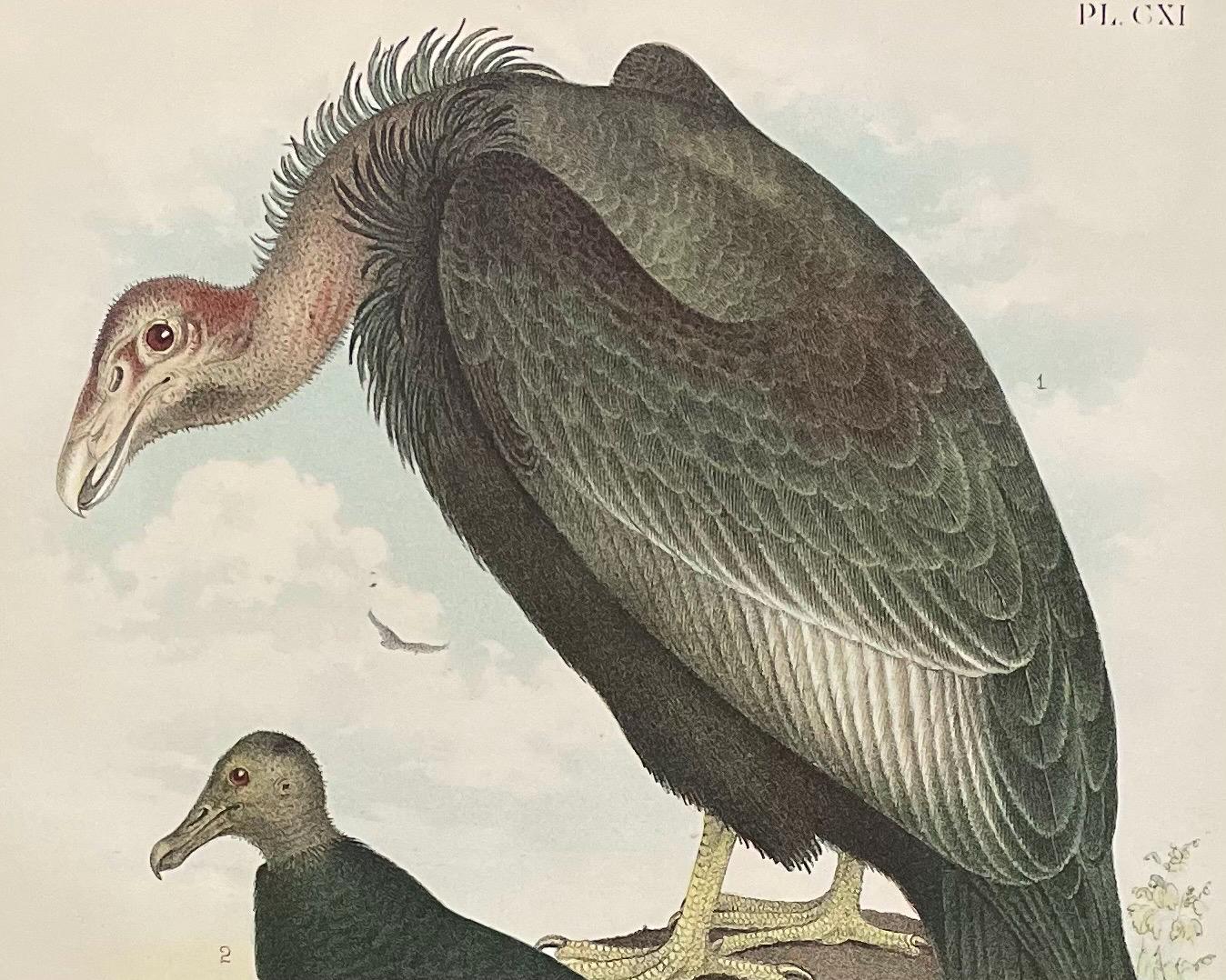 ビリヤードキューVULTURE 1888 Vulture & Condor Print: Antique Bird Lithograph