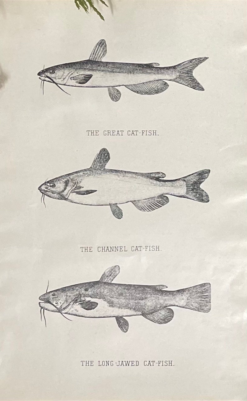 1902 Denton Fish Illustrations: Antique Catfish & Suckerfish Prints - Etsy