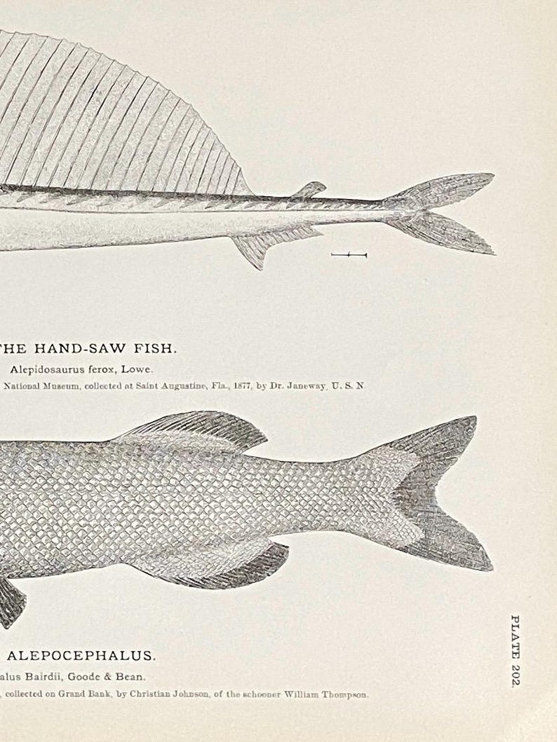 1884 Hand Fish & Baird’s Alepocephalus Fish Print! Antique Marine ...