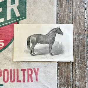 1863 Conestoga Draught Horse Print: Antique Equestrian Illustration