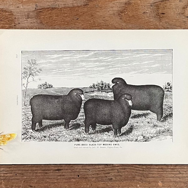 1890’s Pure Bred Black Top Merino Ewes print! Original Print! Book Illustration! Antique Sheep Print! Gallery Wall! Farm Animal Nursery!