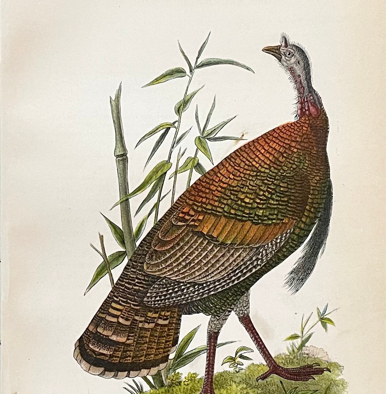 Wild Turkey Print Original 1890 Color Lithograph Antique Bird Print ...