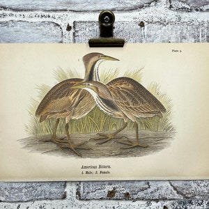 American Bittern! Original 1890 Color Lithograph! Antique Bird Print! Nature Lodge Artwork! Marsh Bird!