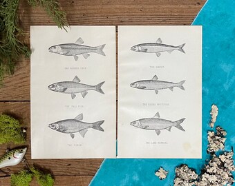1902 Denton Whitefish and Chub Illustrations! Gift for Dad! Original Black & White! PA Fish Report! Framable Prints! Lodge Decor!
