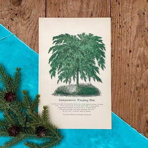 1885 Weeping Elm Tree Illustration! Original Antique Woody Trees Botanical Print! Framable Horticulture Botany Lithograph!