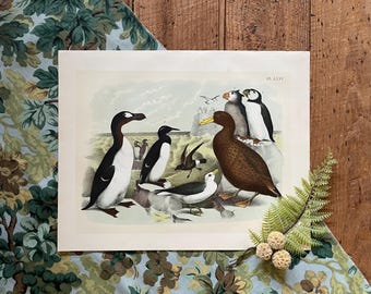 Puffin & Auk Print: Antique Coastal Bird Lithograph