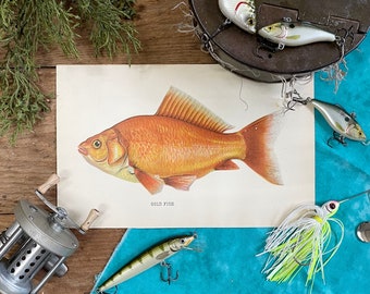 1902 Denton Goldfish Print! Gift for Dad! Original Chromolithograph! PA Fisheries Report! Framable Fish Print! Lodge Decor!