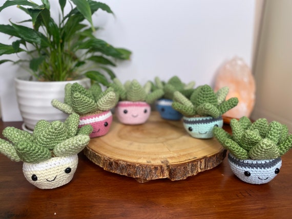 live succulent plant Succulent Plants, Fully Rooted in Planter Pots with Soil – Eco Trade Company
