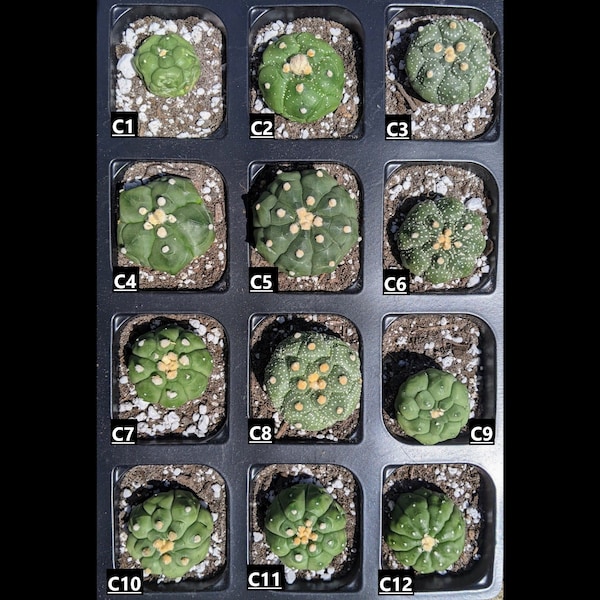 Astrophytum Kikko - Set C - YOU PICK! )(  Rare Cactus  )( Rare cacti and succulents by FatCactusCo.