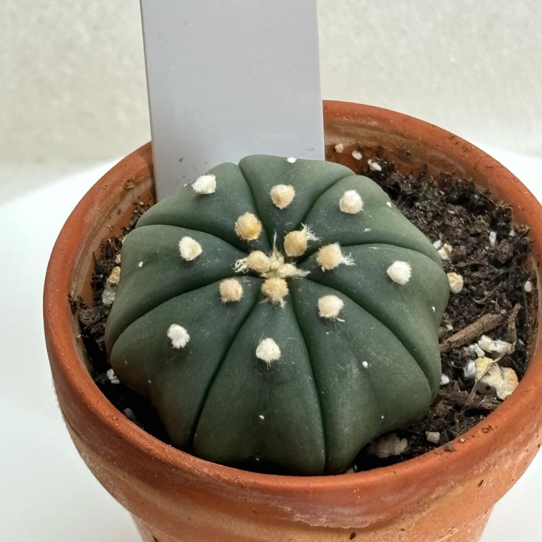 Astrophytum Star Shape 8-rib Rare Cactus Rare Cacti and Succulents by ...