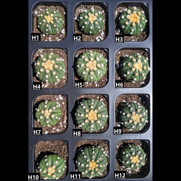 Astrophytum Ooibo Rensei - Set H - YOU PICK! )(  Rare Cactus  )( Rare cacti and succulents by FatCactusCo.