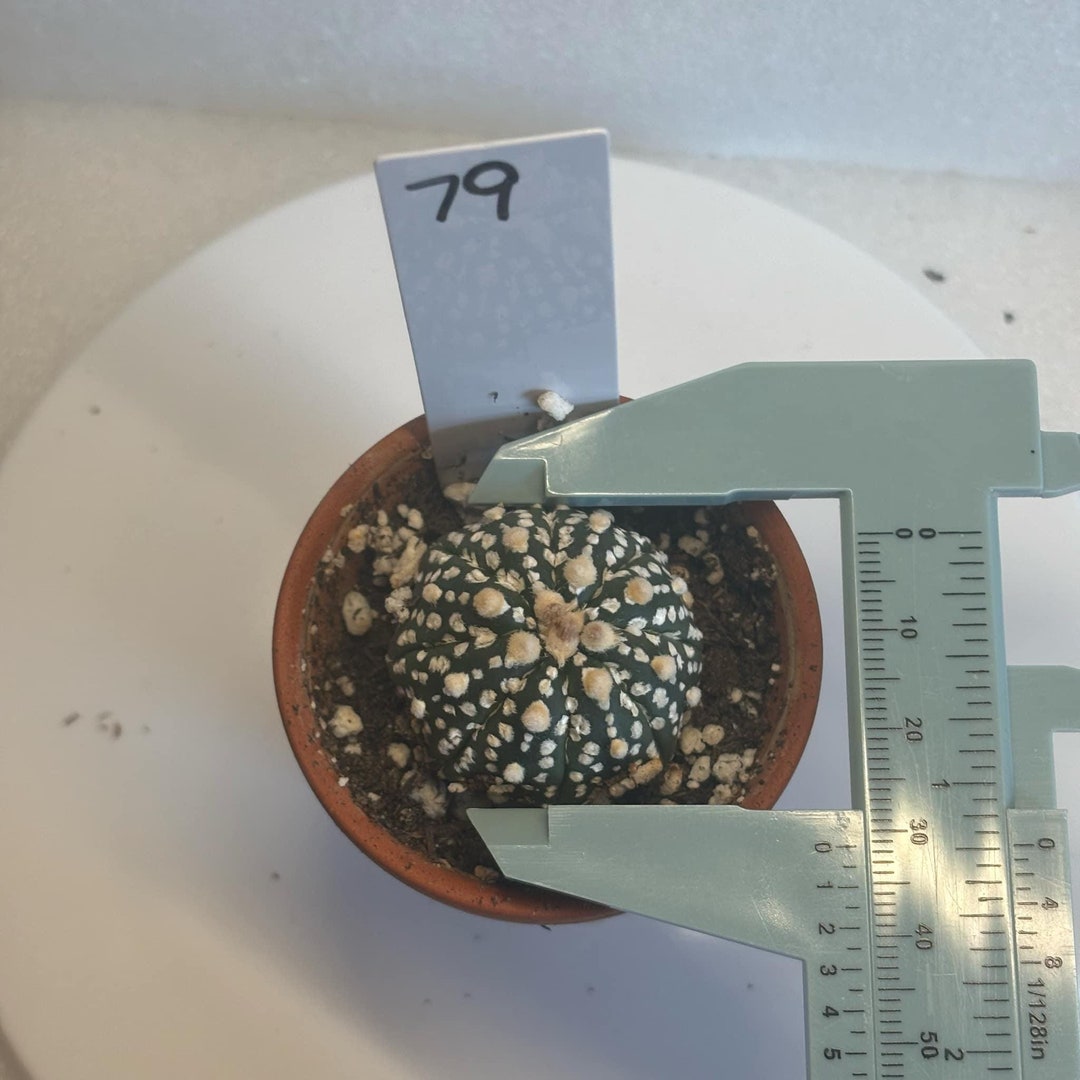 Astrophytum Star Shape 8-rib Rare Cactus Rare Cacti and Succulents by ...
