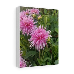 Jardim Dahlia Nature Canvas Print Wall Art Office Home Decor