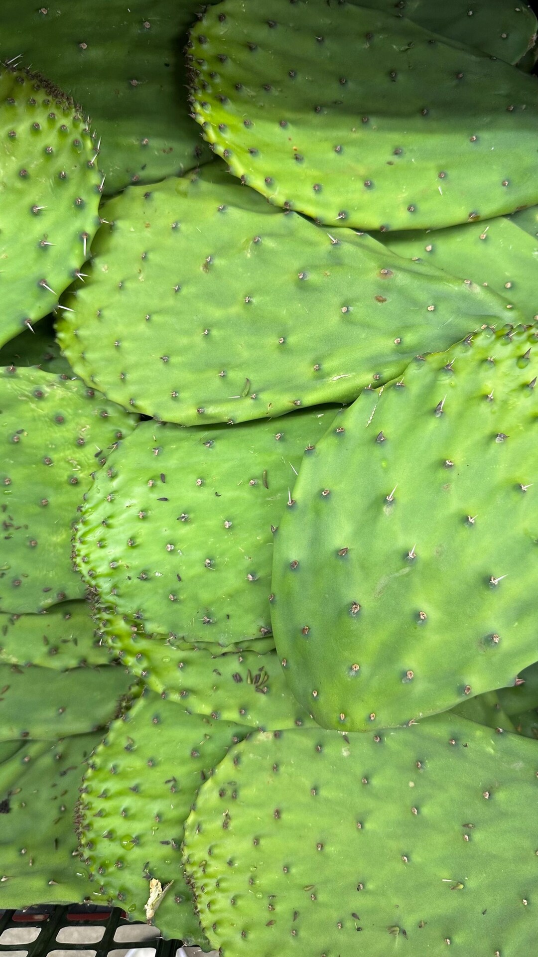Fresh Edible Cactus Paddles ( Nopales ) Spineless 7lbs - Etsy