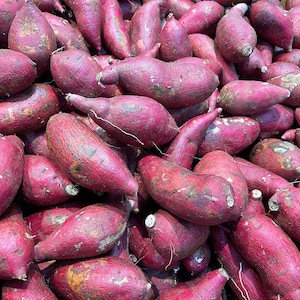 Sweet Potato　さま専用 Murasaki 29 PP19955 Sweet Potato Seeds and Plants, Vegetable