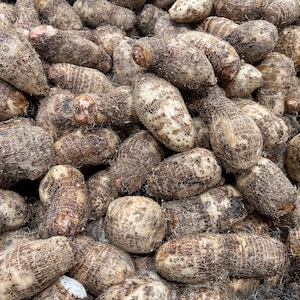 May include: A close-up view of a pile of tan and brown taro root vegetables. The taro root is a starchy root vegetable that is commonly used in Asian cuisine.