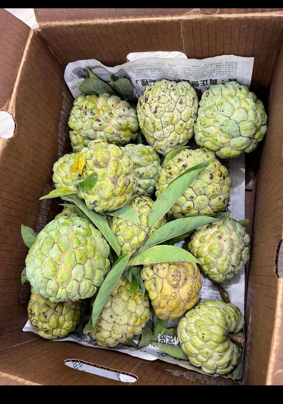 Fresh Sugar Apple sweetsop 5lbs Fruits the Actual Fruits - Etsy