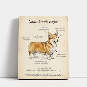 May include: A vintage print depicting a Corgi dog with anatomical labels in Latin and English. The illustration shows features like "Erect Ears" and "Fox-Like Head." The print is labeled "Specimen No. 51," collected in Pembrokeshire, Wales, in 1901, with the text "Territorial authority despite compact stature."
