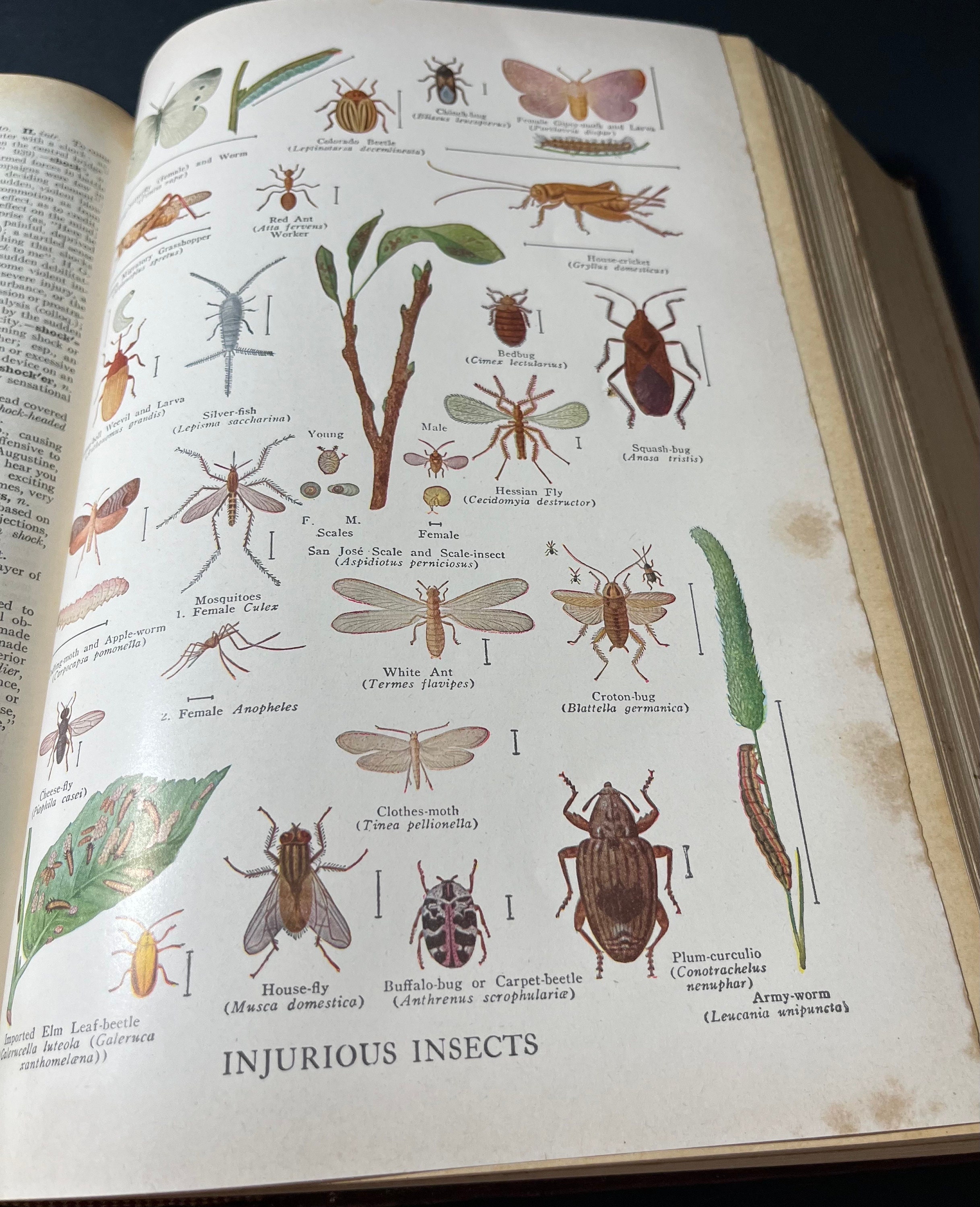 The New Century Dictionary 1952 Vintage Dictionary Volume 2 Etsy