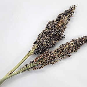 Small Black Broomcorn Sorghum spray for hamsters/rodents/small animals