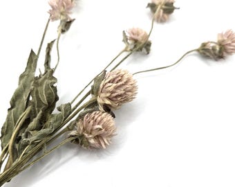 Spray de amaranto orgánico rosa claro pequeño para hámsteres, roedores y animales pequeños.