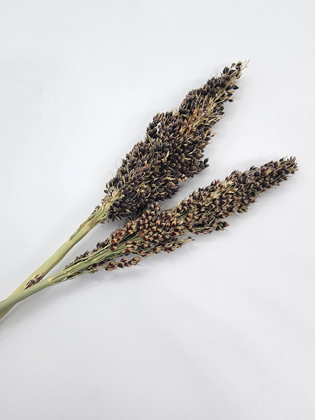 Small Black Broomcorn Spray for Hamsters/rodents/small Animals