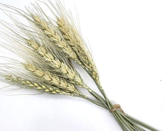 Small Wheat Spray for Hamsters and other small animals