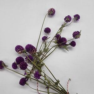 Small Organic Globe Amaranth spray for hamsters | Rodents | Small Animals