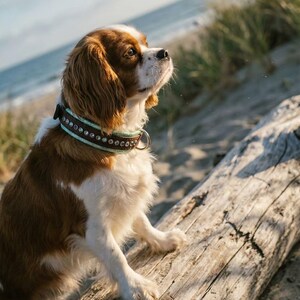 SOFORT LIEFERBAR!!! 31,75 cm - 36,8 cm & 3,8 cm breites Mesmera Mint Rotbraun Nickel Biothane Bling Kristall Luxus Pixie Hunde- und Katzenhalsband