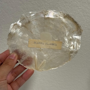 May include: A translucent, circular Placuna placenta shell with a pearlescent, iridescent finish. A rectangular paper label is affixed to the center of the shell, featuring the black printed text "PLACUNA PLACENTA" in a clear, sans-serif font.