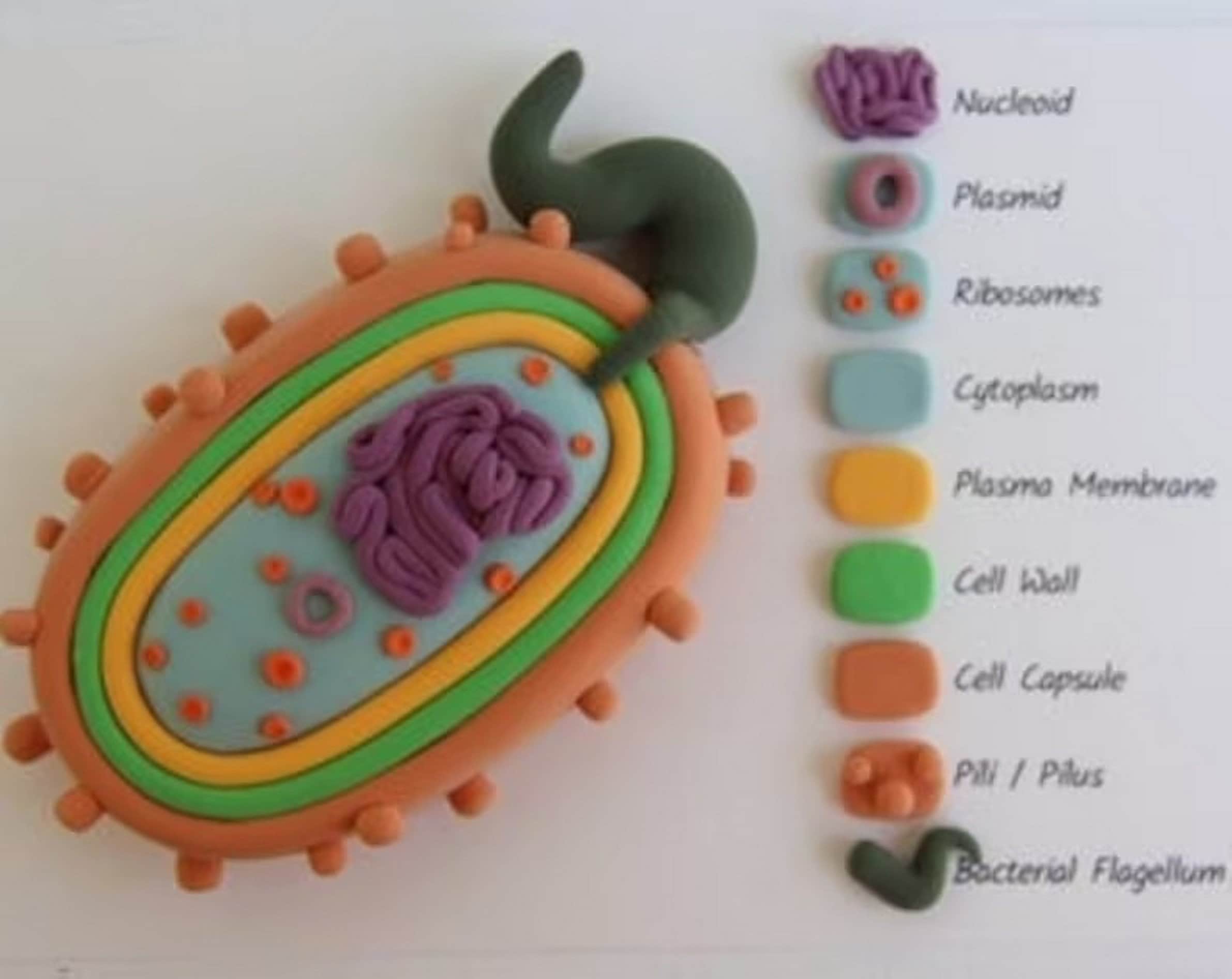 Plant Cell Model - Etsy Ireland Plant Cell Model - Etsy Ireland