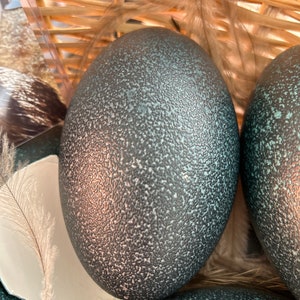 Emu eggs - contents blown out