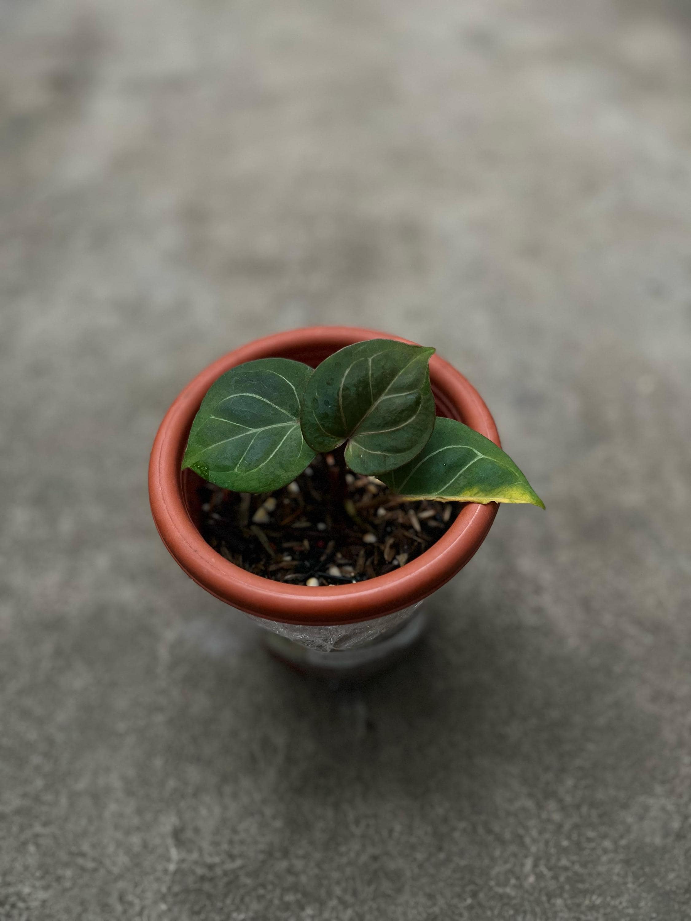 Anthurium King of Spades Plant - Etsy Anthurium King of Spades Plant - Etsy