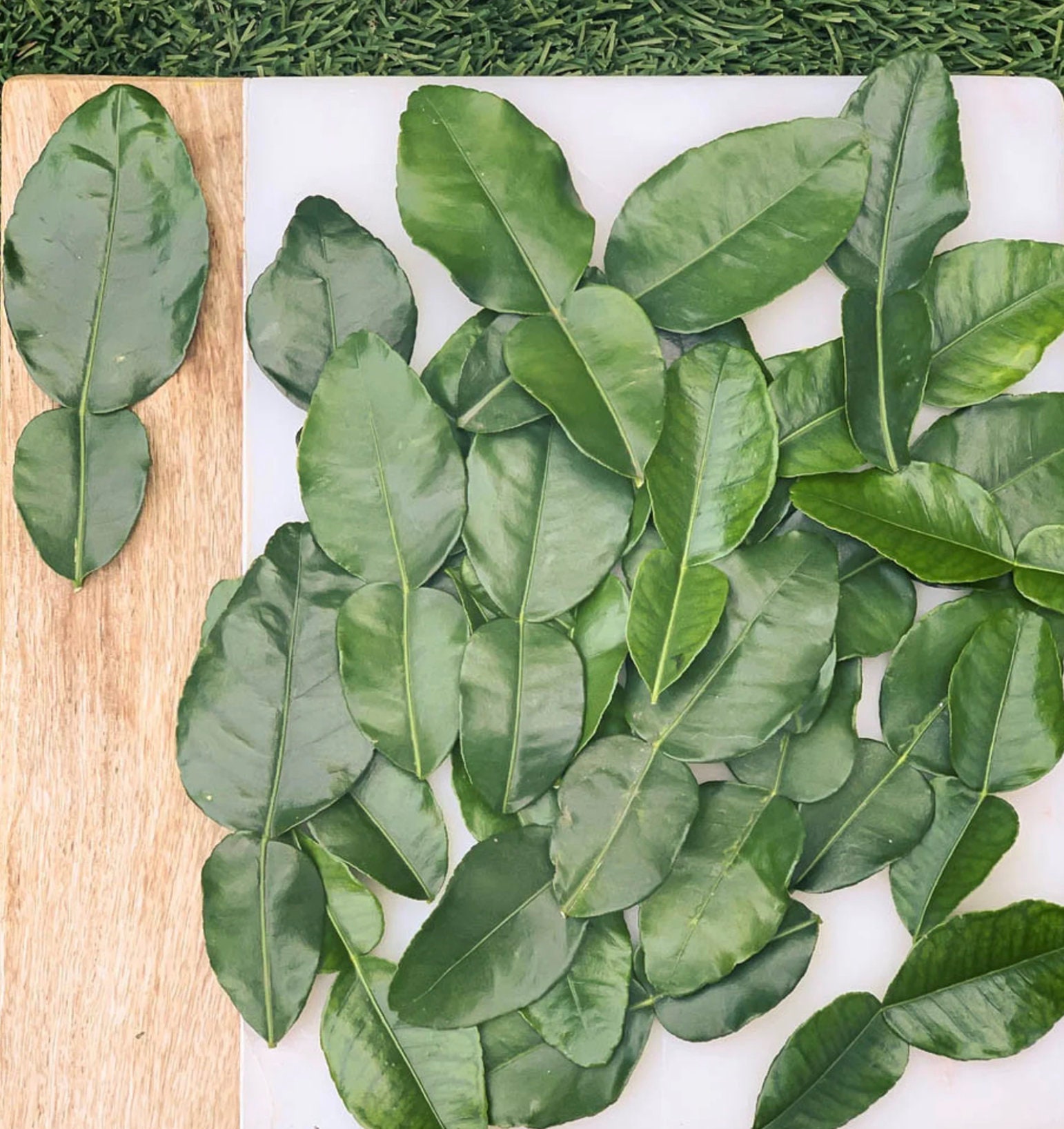 Pomelo Leaf White Grapefruit Tree Leaf Etsy