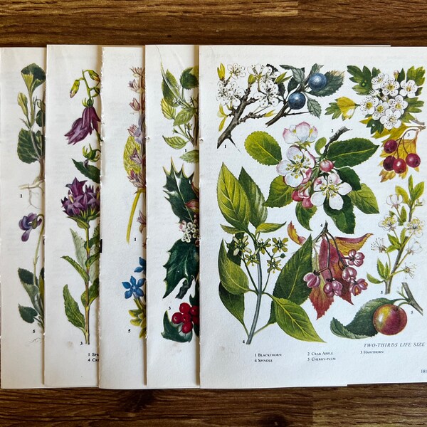 Set of 10 wildflowers vintage botanical pages for scrapbooking and junk journaling,floral ephemera specimen embellishments,mixed media paper