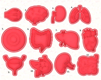 Human Organs Cookie Cutter Lung Heart Stomach Intestines Kidney