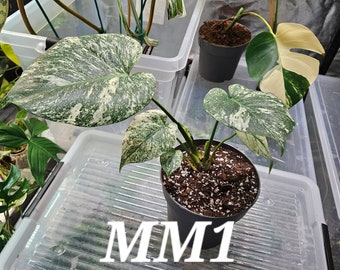 Monstera Deliciosa Mint -UE ONLY - HEATPACK
