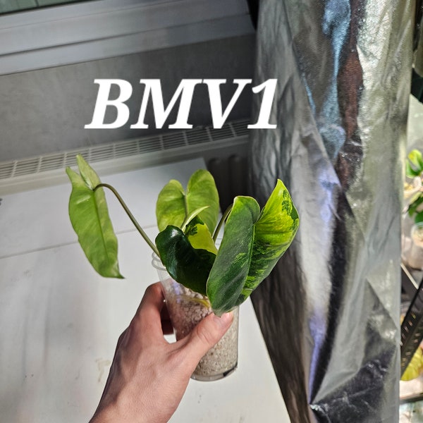 Philodendron Burle Marx Variegata - UE ONLY / HEATPACK