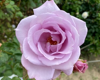 Peut inclure: Gros plan sur une rose lavande entièrement éclose avec de multiples couches de pétales. Le centre de la rose est d'une nuance de violet plus foncée avec une touche de jaune. Des feuilles vertes et un arrière-plan flou d'autres plantes sont visibles.